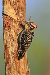 Ladder-backed Woodpecker